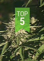 TOP POPULAR CBD