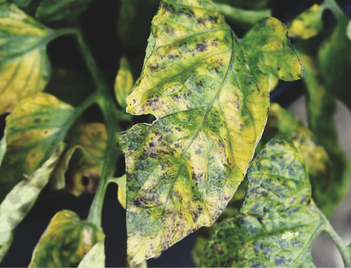 Septoria Fogliare Septoria Fogliare