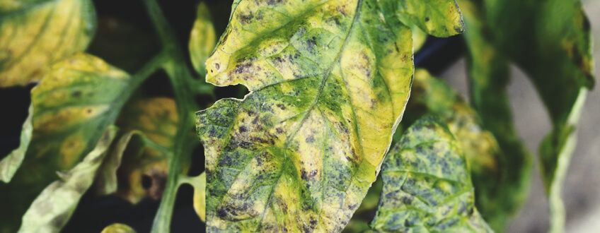 Septoria Fogliare Septoria Fogliare