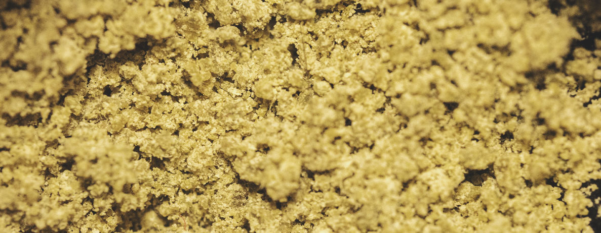 Come essiccare il bubble hash