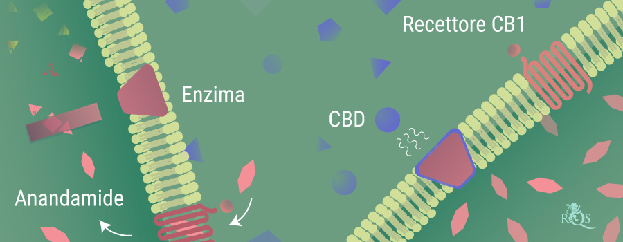 Anandamide abbattuta dagli enzimi Anandamide abbattuta dagli enzimi