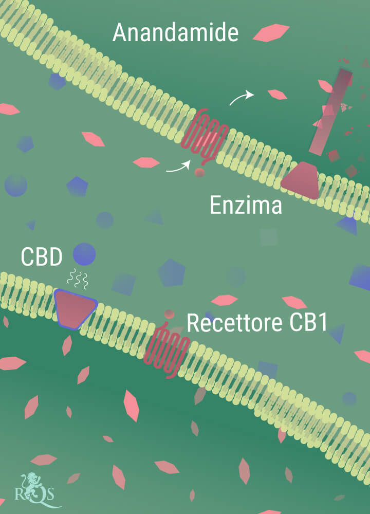 Anandamide abbattuta dagli enzimi