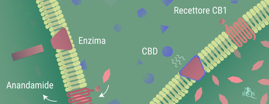 Anandamide abbattuta dagli enzimi