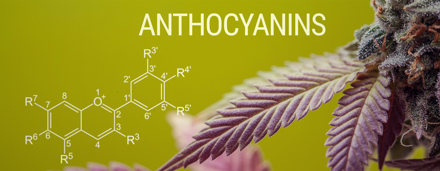 La molecola di antocianina colorano la cannabis La molecola di antocianina colorano la cannabis