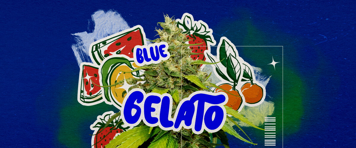 Aspetto e Aroma di Blue Gelato Profilo Cannabis Un'illustrazione di un bocciolo di cannabis Blue Gelato con tonalità viola, pistilli arancioni e tricomi densi, con elementi di aroma fruttato di mirtillo e cremoso, su uno sfondo verde, che mette in evidenza aspetto e aroma.