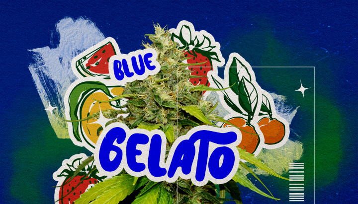 Aspetto e Aroma di Blue Gelato Profilo Cannabis Un'illustrazione di un bocciolo di cannabis Blue Gelato con tonalità viola, pistilli arancioni e tricomi densi, con elementi di aroma fruttato di mirtillo e cremoso, su uno sfondo verde, che mette in evidenza aspetto e aroma.