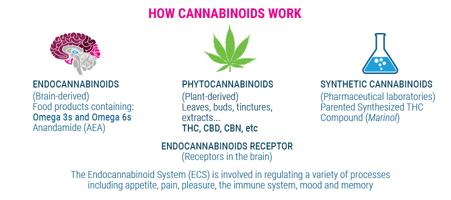 come il lavoro cannabinoidi