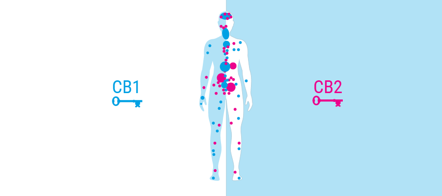 corpo recettori sistema cannabinoide