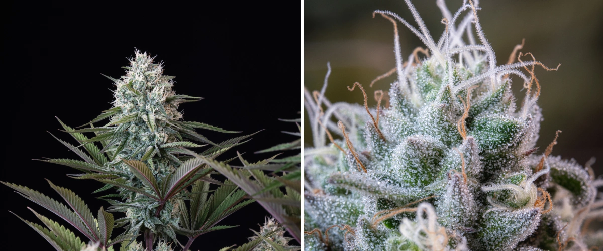 Struttura delle cime di Astro Lemonade F1: tricomi ghiacciati Cima di cannabis Astro Lemonade F1 con fiori densi e resinosi, tricomi ghiacciati, pistilli bianchi e fogliame verde-viola su sfondo scuro.