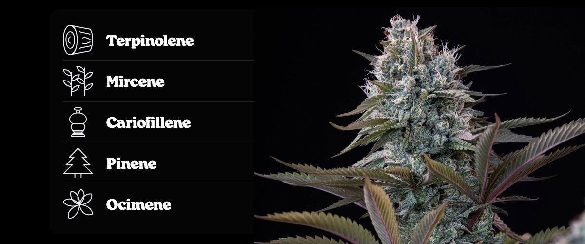 Cima di cannabis Astro Lemonade F1 con profilo terpenico che mostra terpinolene, ocimene, cariofillene, mircene e pinene.