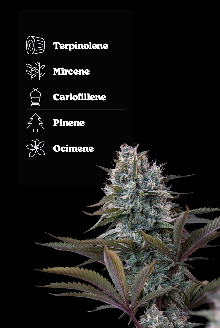 Profilo terpenico di Astro Lemonade F1: aromi di limone Cima di cannabis Astro Lemonade F1 con profilo terpenico che mostra terpinolene, ocimene, cariofillene, mircene e pinene.