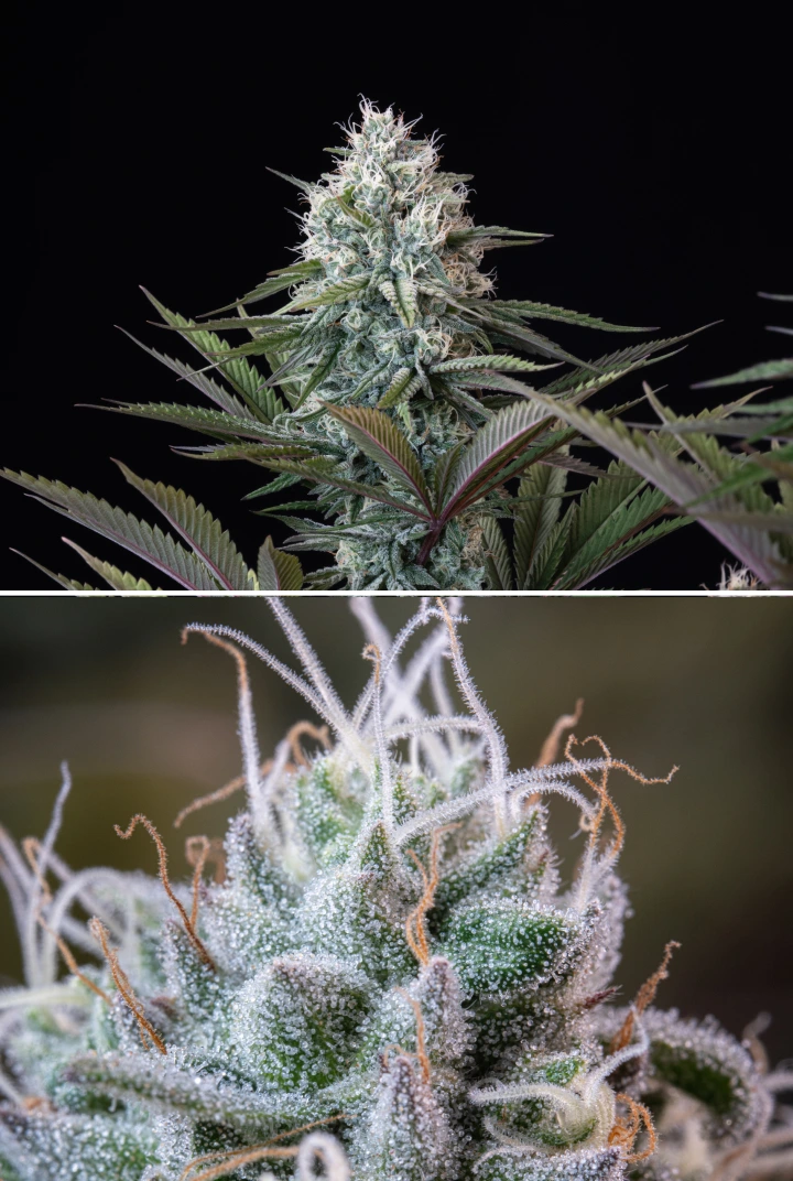Struttura delle cime di Astro Lemonade F1: tricomi ghiacciati Cima di cannabis Astro Lemonade F1 con fiori densi e resinosi, tricomi ghiacciati, pistilli bianchi e fogliame verde-viola su sfondo scuro.