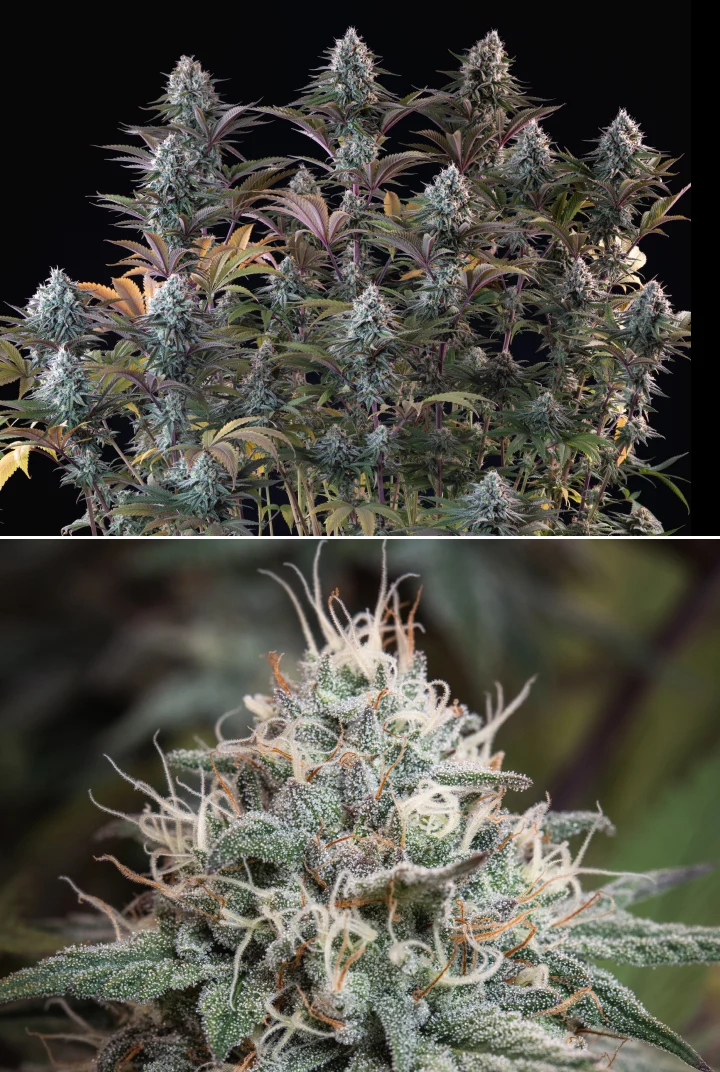 Astro Lemonade F1: cime dense e resinose Pianta di cannabis Astro Lemonade F1 con cime dense e ghiacciate, pistilli bianchi, foglie viola e abbondante produzione di resina su sfondo scuro.