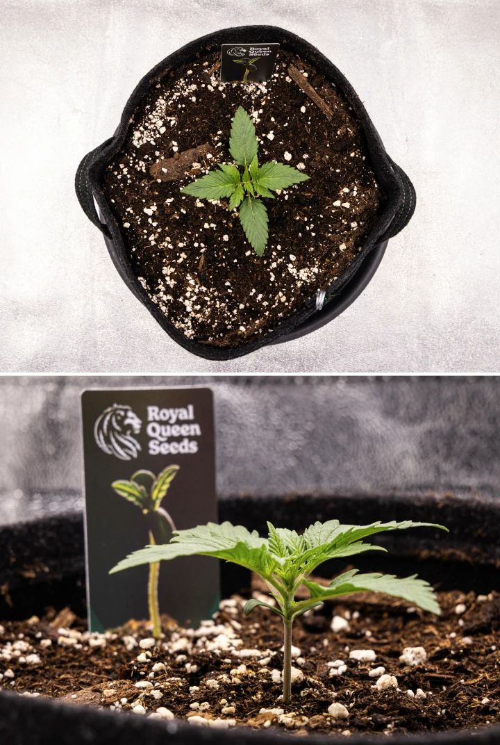 Piantina di cannabis Atlas F1 che cresce in un vaso in tessuto durante la settimana 1 del grow report, mostrando lo sviluppo iniziale delle foglie, terreno sano, perlite e un’etichetta Royal Queen Seeds.