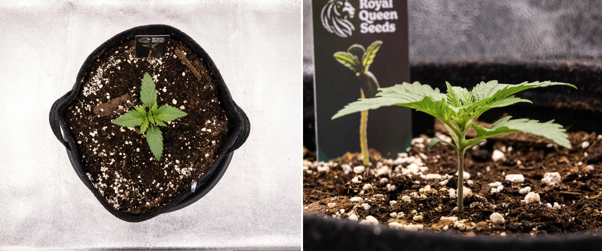 Piantina di cannabis Atlas F1 che cresce in un vaso in tessuto durante la settimana 1 del grow report, mostrando lo sviluppo iniziale delle foglie, terreno sano, perlite e un’etichetta Royal Queen Seeds.