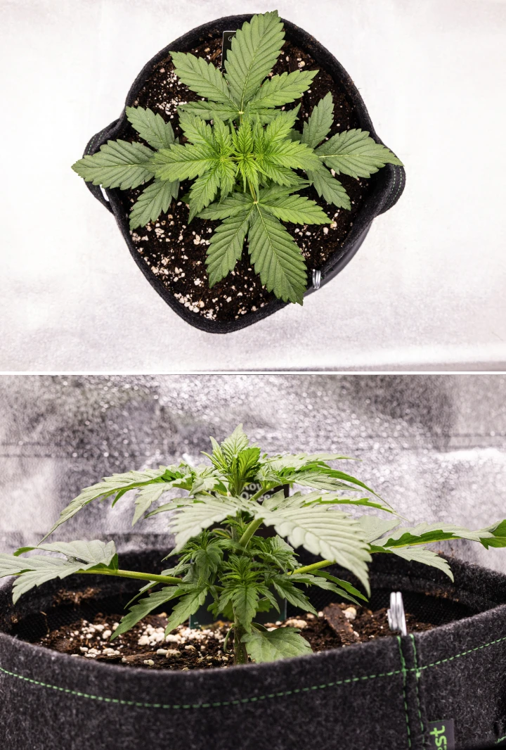 Pianta di cannabis Atlas F1 che cresce in un vaso in tessuto durante la settimana 2 del grow report, mostrando una crescita vegetativa sana, ampie foglie verdi, terriccio con perlite e una struttura compatta.