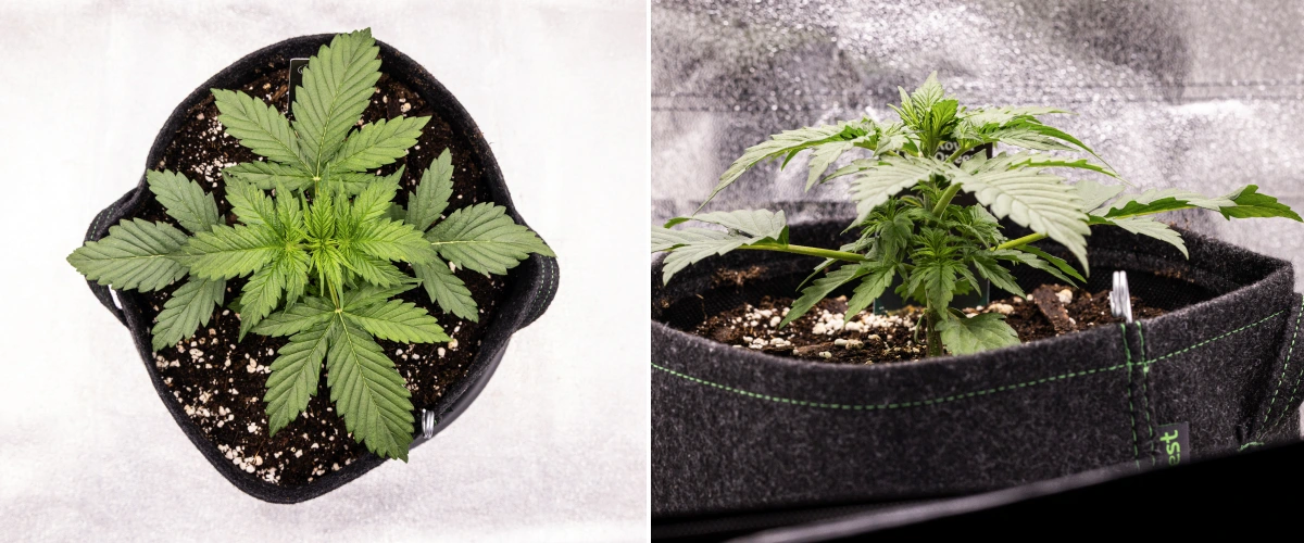 Pianta di cannabis Atlas F1 che cresce in un vaso in tessuto durante la settimana 2 del grow report, mostrando una crescita vegetativa sana, ampie foglie verdi, terriccio con perlite e una struttura compatta.