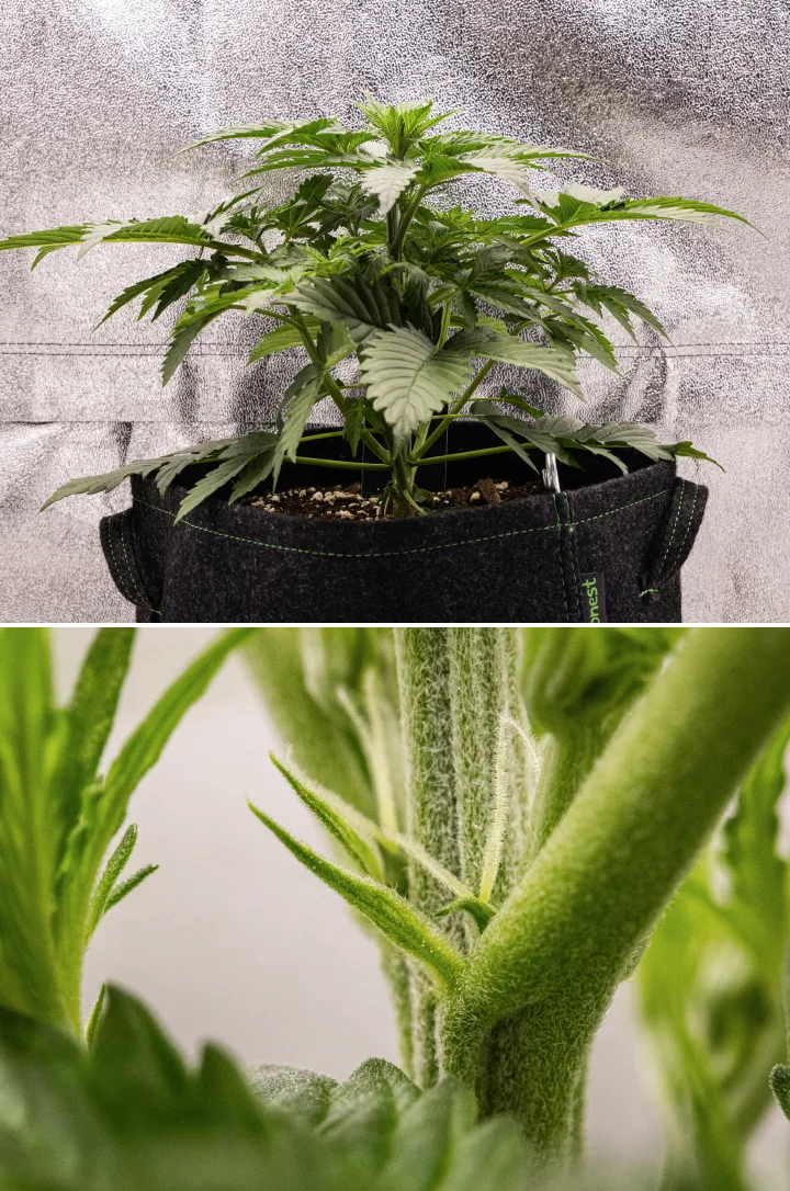 Pianta di cannabis Atlas F1 che cresce in un vaso in tessuto durante la settimana 3 del grow report, mostrando crescita compatta, primi segni di fioritura, pistilli bianchi e fogliame verde sano.