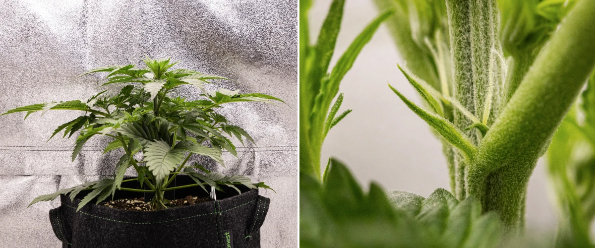 Pianta di cannabis Atlas F1 che cresce in un vaso in tessuto durante la settimana 3 del grow report, mostrando crescita compatta, primi segni di fioritura, pistilli bianchi e fogliame verde sano.