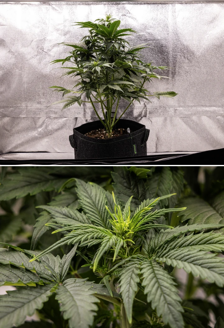 Pianta di cannabis Atlas F1 che cresce in un vaso in tessuto durante la settimana 4 del grow report, mostrando una forte crescita verticale, formazione precoce delle cime, foglie verdi sane e siti di fioritura visibili.