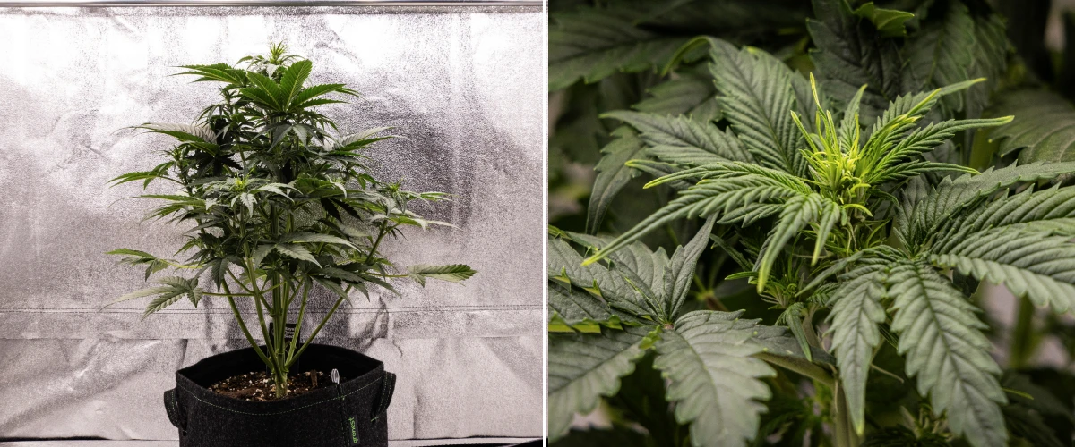 Pianta di cannabis Atlas F1 che cresce in un vaso in tessuto durante la settimana 4 del grow report, mostrando una forte crescita verticale, formazione precoce delle cime, foglie verdi sane e siti di fioritura visibili.