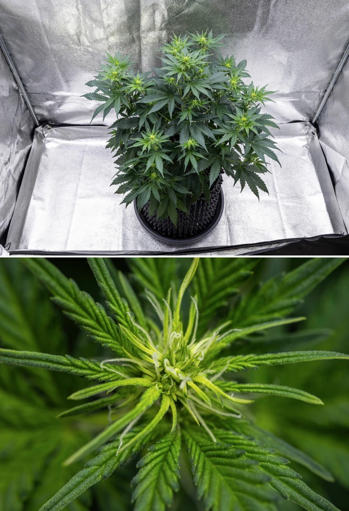 Pianta di cannabis Atlas F1 che cresce in un vaso in tessuto durante la settimana 5 del grow report, mostrando molteplici siti di fioritura, cime in sviluppo, pistilli bianchi e fogliame verde sano.