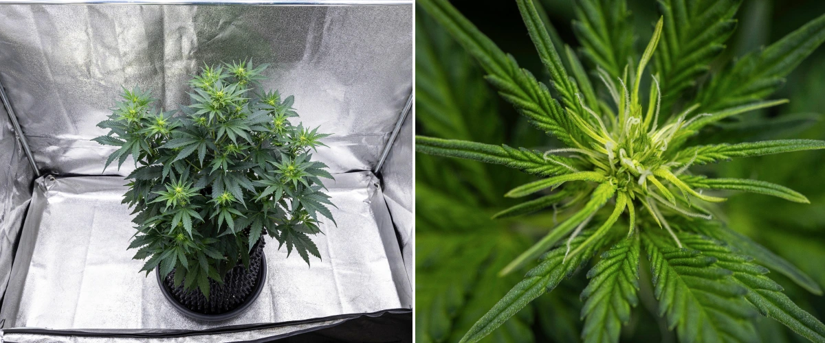 Pianta di cannabis Atlas F1 che cresce in un vaso in tessuto durante la settimana 5 del grow report, mostrando molteplici siti di fioritura, cime in sviluppo, pistilli bianchi e fogliame verde sano.