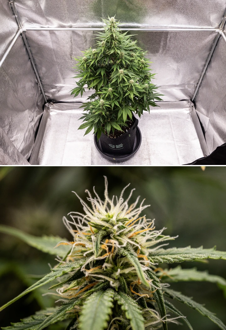Pianta di cannabis Atlas F1 che cresce in un vaso in tessuto durante la settimana 6 del grow report, mostrando uno sviluppo denso delle cime, pistilli bianchi e arancioni, tricomi resinosi e una fioritura sana.