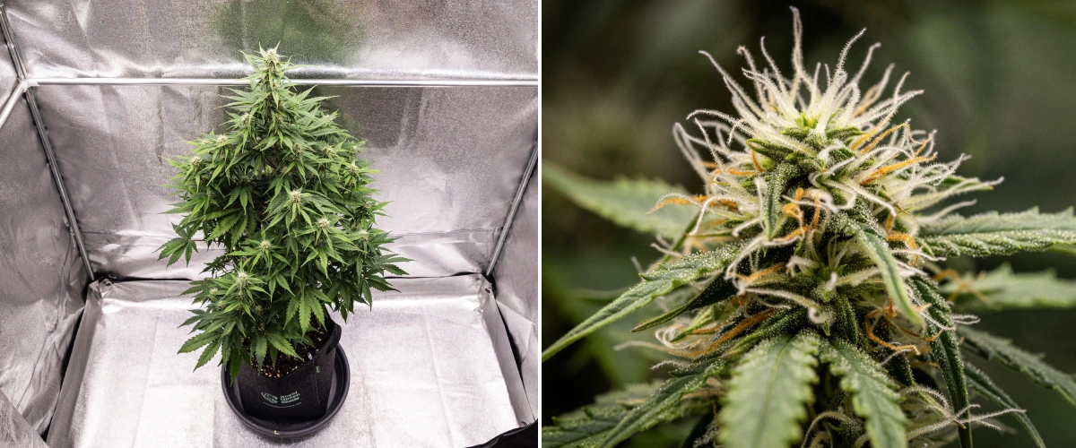 Pianta di cannabis Atlas F1 che cresce in un vaso in tessuto durante la settimana 6 del grow report, mostrando uno sviluppo denso delle cime, pistilli bianchi e arancioni, tricomi resinosi e una fioritura sana.