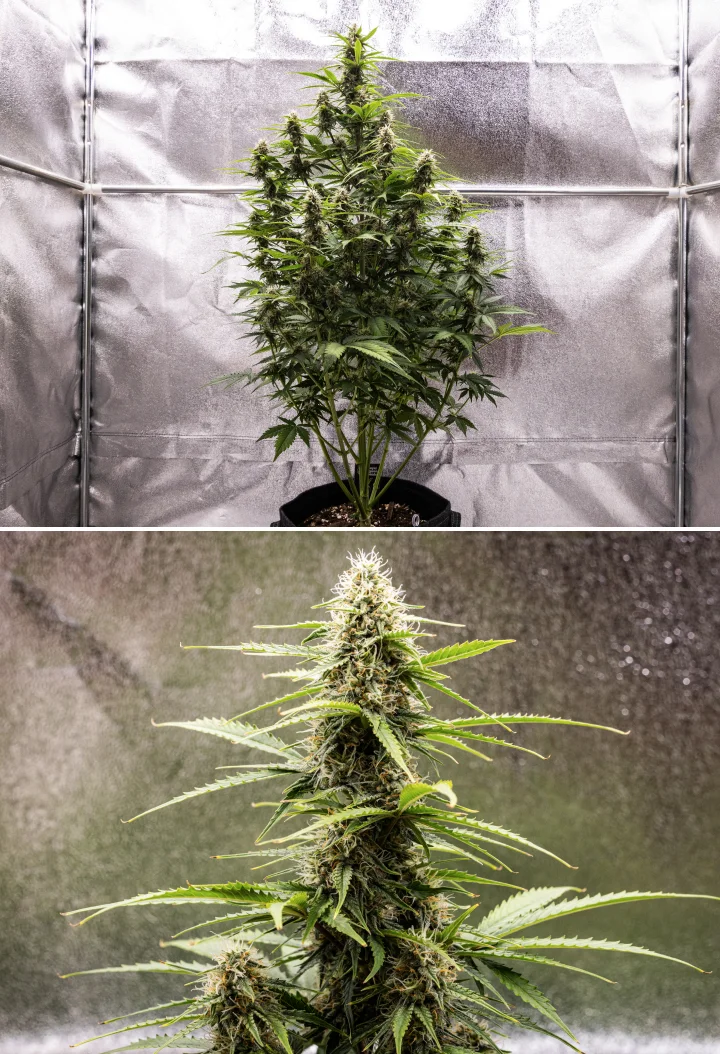 Pianta di cannabis Atlas F1 che cresce in un vaso in tessuto durante la settimana 7 del grow report, mostrando sviluppo di cime mature, fiori resinosi, pistilli arancioni e una cola centrale alta.