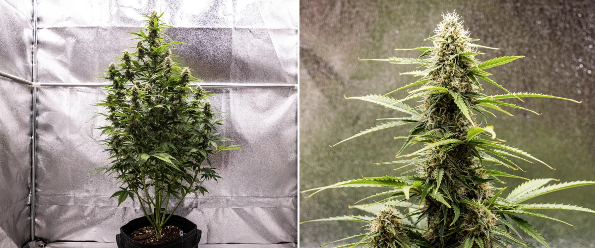 Pianta di cannabis Atlas F1 che cresce in un vaso in tessuto durante la settimana 7 del grow report, mostrando sviluppo di cime mature, fiori resinosi, pistilli arancioni e una cola centrale alta.