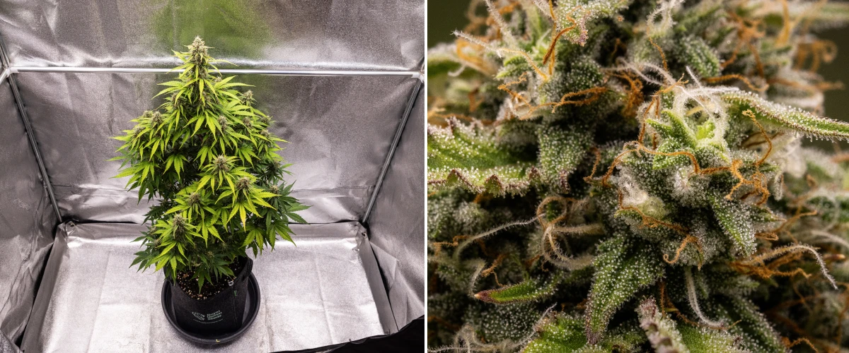 Pianta di cannabis Atlas F1 che cresce in un vaso in tessuto durante la settimana 8 del grow report, mostrando cime mature e resinose, fitta copertura di tricomi, pistilli arancioni e fioritura pronta per il raccolto.