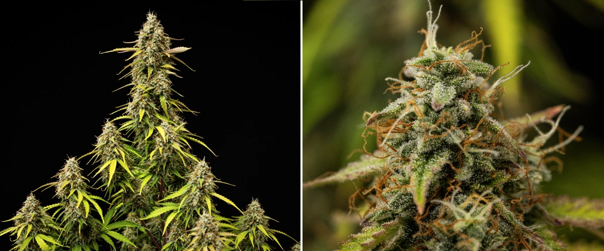 Pianta di cannabis Atlas F1 durante la settimana 9 del grow report, mostrando cime completamente mature, fitta copertura di tricomi, pistilli arancioni, foglie che scoloriscono e fioritura matura.