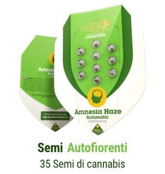 semi-cannabis-autofiorenti