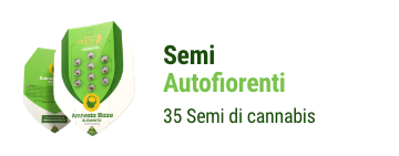 semi-cannabis-autofiorenti