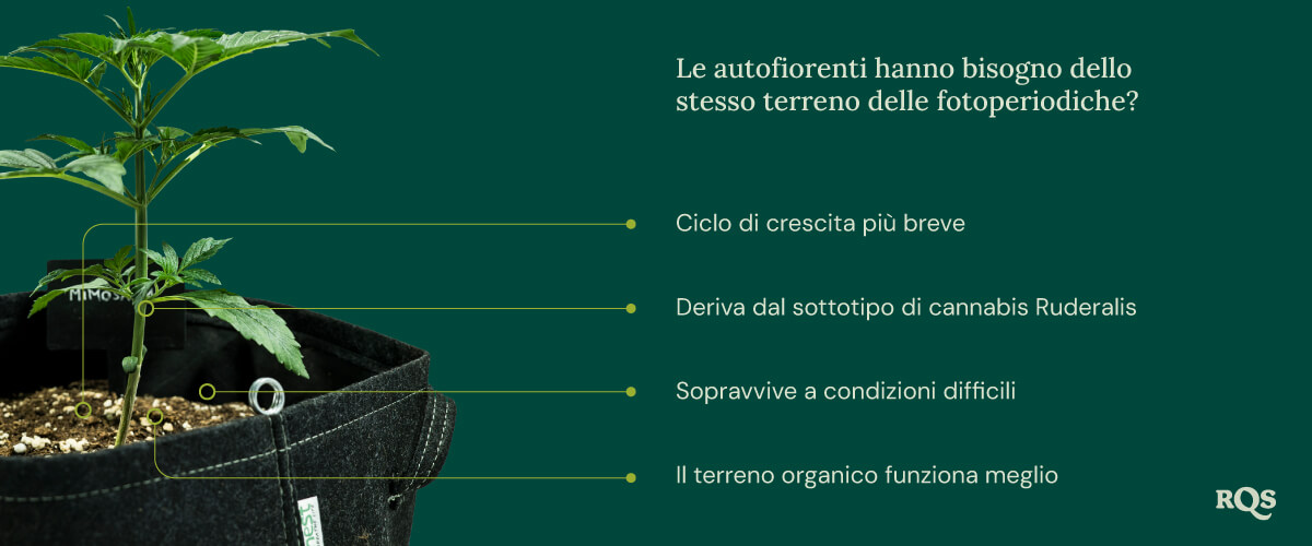 Auto vs photoperiod soil