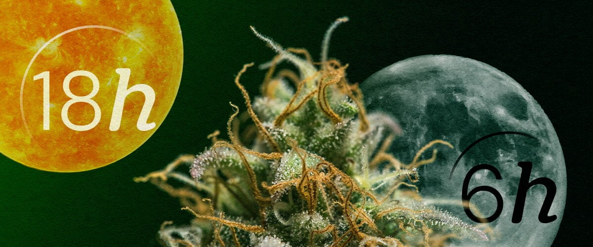 Autofiorente vs. Fotoperiodo: Comprendere i Cicli di Luce della Cannabis Cicli di luce Autofiorente vs. Fotoperiodo per principianti: Comprendi la differenza chiave nel fabbisogno di illuminazione per le fasi vegetative e di fioritura. Visualizza gli schemi 18/6 e 12/12 spiegati visivamente.