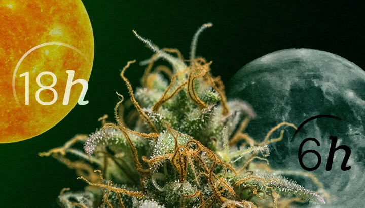 Autofiorente vs. Fotoperiodo: Comprendere i Cicli di Luce della Cannabis Cicli di luce Autofiorente vs. Fotoperiodo per principianti: Comprendi la differenza chiave nel fabbisogno di illuminazione per le fasi vegetative e di fioritura. Visualizza gli schemi 18/6 e 12/12 spiegati visivamente.