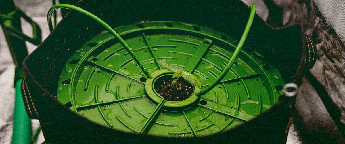 Stelo di pianta di cannabis in un sistema di irrigazione a goccia, illustrando l'irrigazione automatizzata con un tubo semplice su sfondo verde scuro, ideale per guide di irrigazione di cannabis.