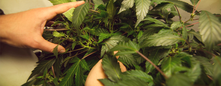 Piegatura delle filiali della pianta della cannabis che si estende