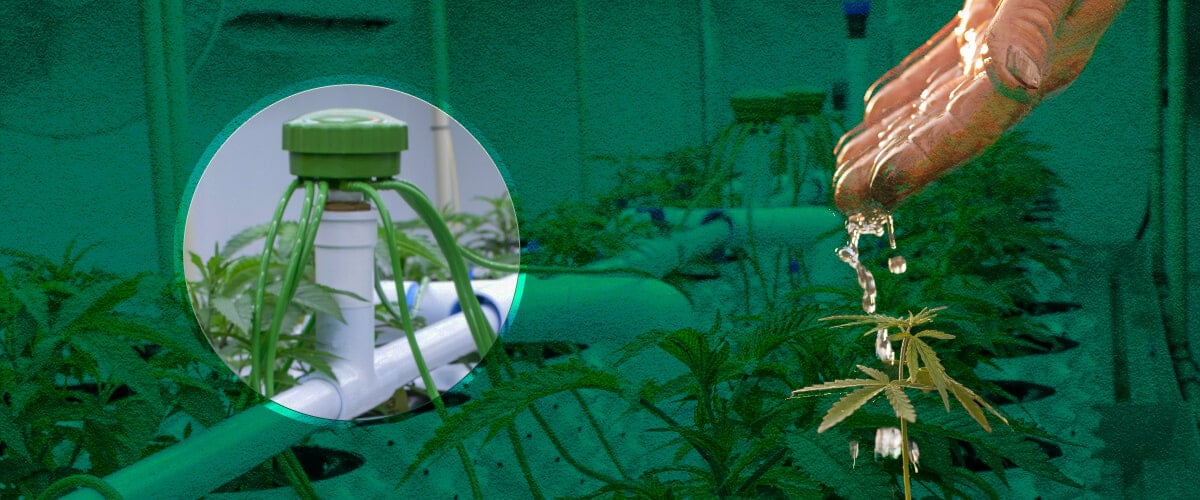 Irrigazione Grow Box Cannabis: Metodi Base Visualizzati Opzioni base per l'irrigazione di grow box per cannabis: Guarda esempi di irrigazione manuale, sistemi di alimentazione dall'alto e metodi di irrigazione a goccia per il tuo giardino di cannabis indoor.