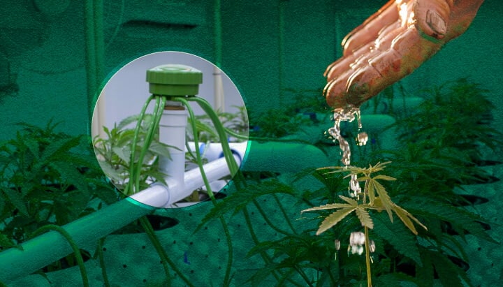 Irrigazione Grow Box Cannabis: Metodi Base Visualizzati Opzioni base per l'irrigazione di grow box per cannabis: Guarda esempi di irrigazione manuale, sistemi di alimentazione dall'alto e metodi di irrigazione a goccia per il tuo giardino di cannabis indoor.