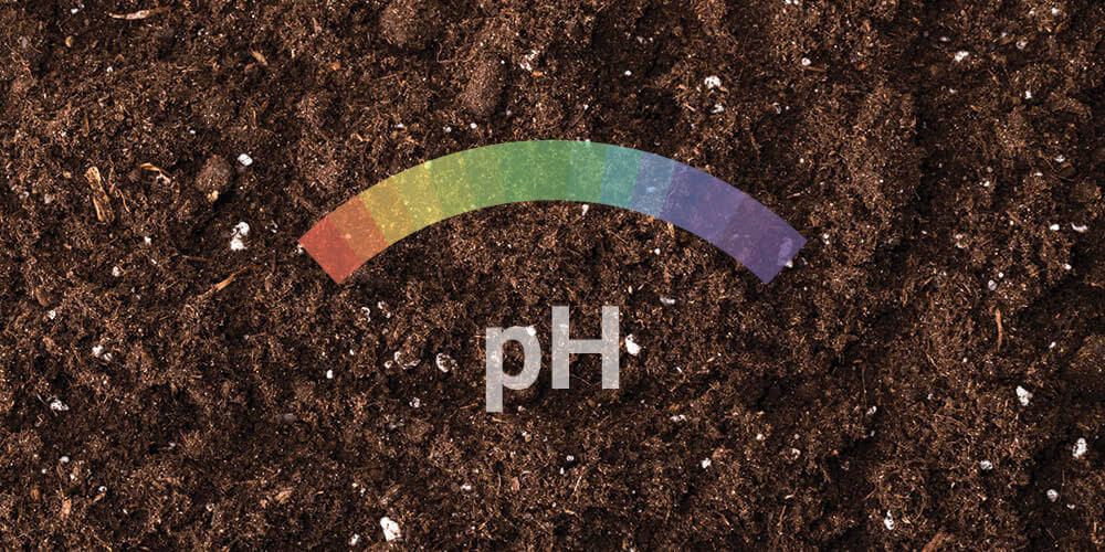 Valore del pH Valore del pH
