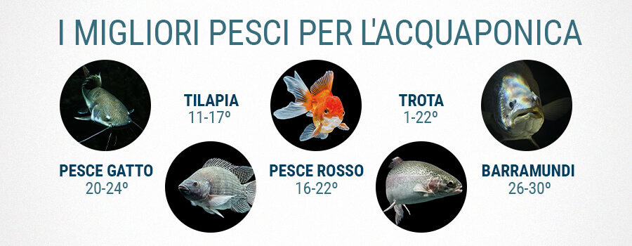 Il Miglior Pesce Per Acquaponica E Cannabis