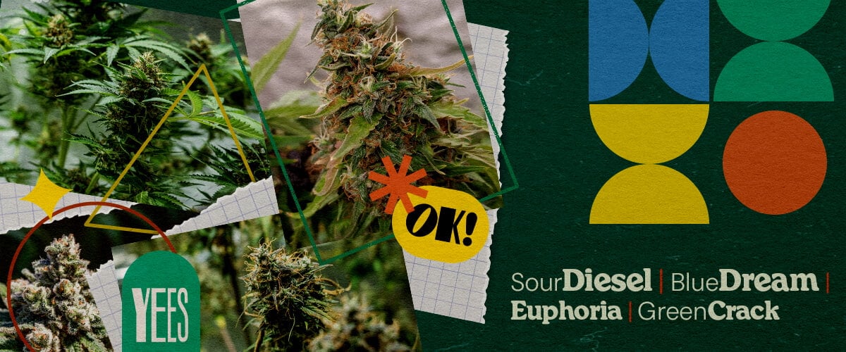 Migliori Varietà di Cannabis per i Festival Musicali Un collage vibrante che presenta varie varietà di cannabis come Sour Diesel, Blue Dream, Euphoria e Green Crack, mostrate con boccioli verdi rigogliosi, su uno sfondo verde colorato con forme geometriche e la parola