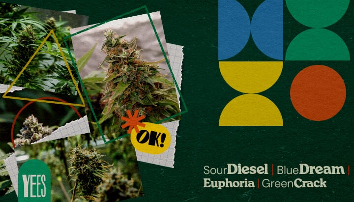 Migliori Varietà di Cannabis per i Festival Musicali Un collage vibrante che presenta varie varietà di cannabis come Sour Diesel, Blue Dream, Euphoria e Green Crack, mostrate con boccioli verdi rigogliosi, su uno sfondo verde colorato con forme geometriche e la parola