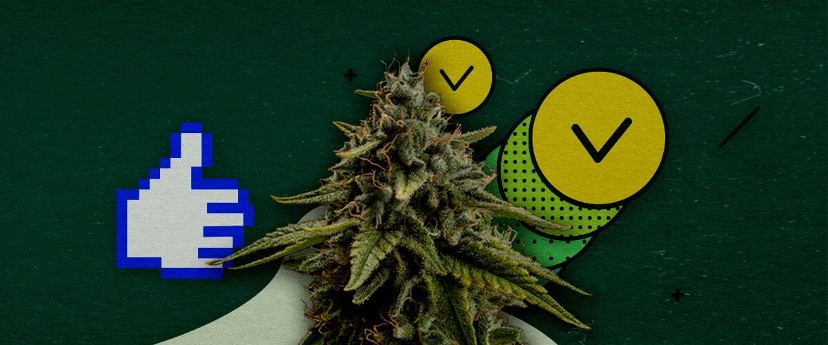 Migliori Tecniche di Addestramento per Massimizzare la Resa del Cannabis Un bocciolo di cannabis con un'icona di pollice in su pixelata e due cerchi con segni di spunta, che simboleggiano tecniche di addestramento approvate per massimizzare la resa, su uno sfondo verde.