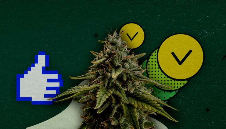 Migliori Tecniche di Addestramento per Massimizzare la Resa del Cannabis Un bocciolo di cannabis con un'icona di pollice in su pixelata e due cerchi con segni di spunta, che simboleggiano tecniche di addestramento approvate per massimizzare la resa, su uno sfondo verde.