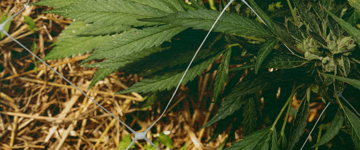 Migliore Isolamento: Pacciame per Cannabis Pianta di cannabis con pacciame e rete, che evidenzia l'isolamento del suolo per il controllo della temperatura e la ritenzione idrica, ideale per consigli di efficienza nella coltivazione di cannabis.