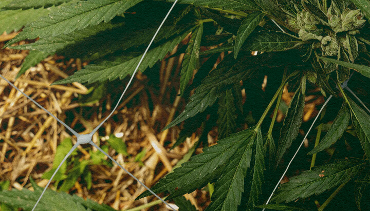 Migliore Isolamento: Pacciame per Cannabis Pianta di cannabis con pacciame e rete, che evidenzia l'isolamento del suolo per il controllo della temperatura e la ritenzione idrica, ideale per consigli di efficienza nella coltivazione di cannabis.